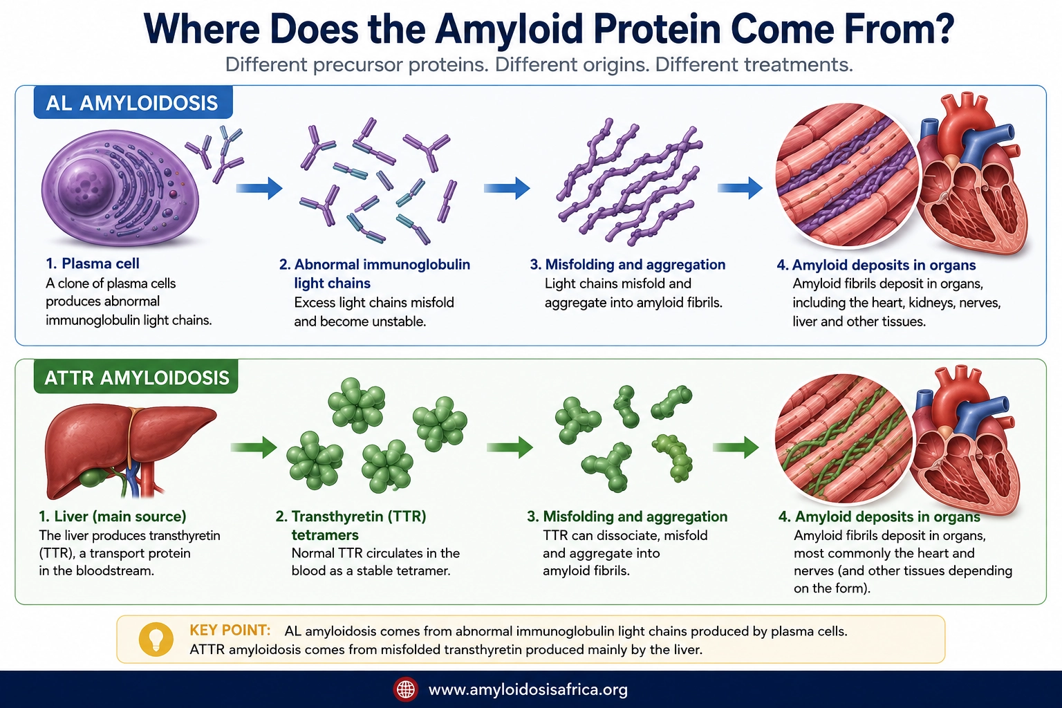 Medical infographic comparing the origins of AL and ATTR amyloidosis. AL amyloidosis develops from abnormal immunoglobulin light chains produced by plasma cells, while ATTR amyloidosis develops from transthyretin produced mainly by the liver. Both proteins can misfold, aggregate into amyloid fibrils, and deposit in organs including the heart.