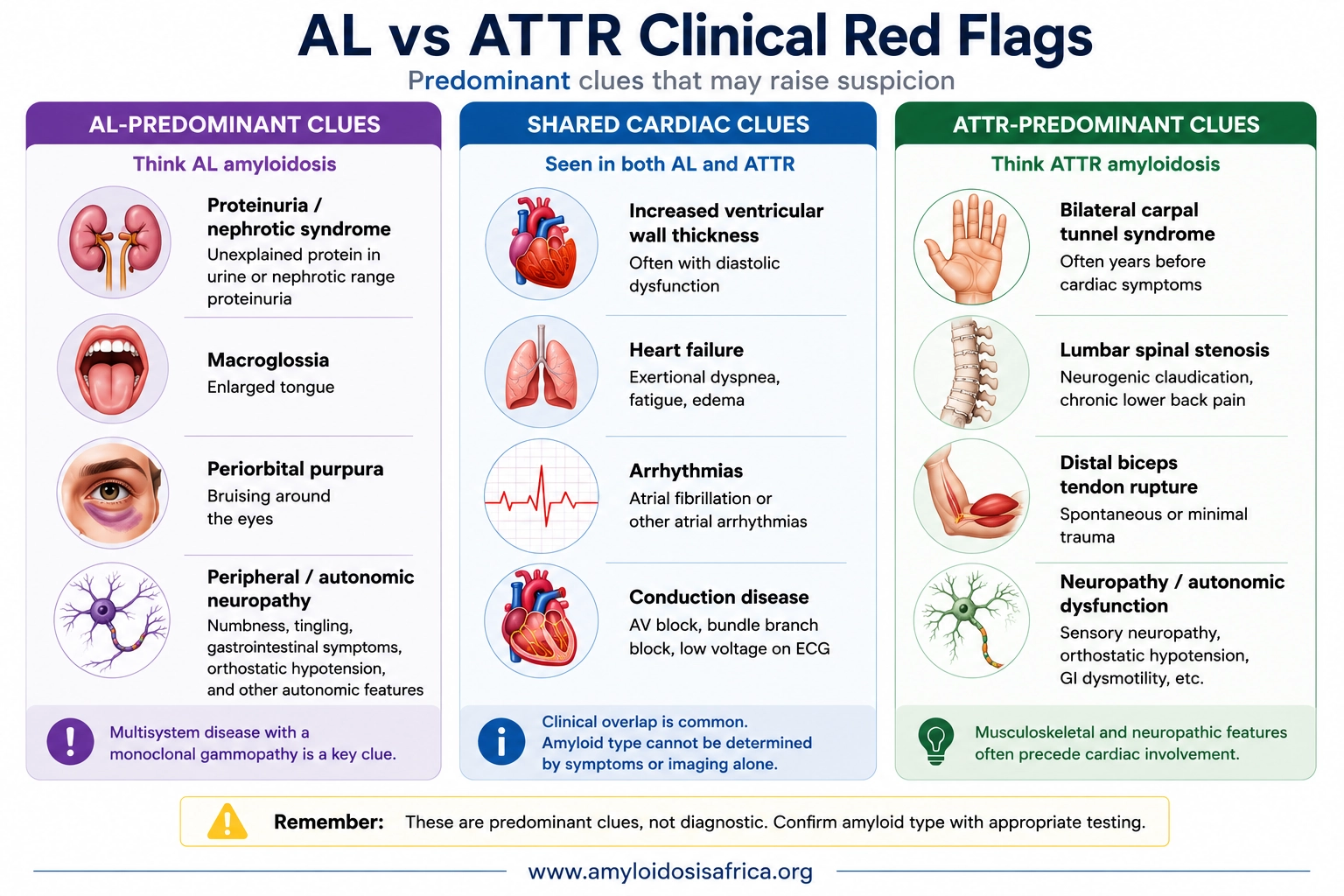Comparison of clinical red flags in AL and ATTR amyloidosis, showing AL-predominant clues, shared cardiac findings, and ATTR-predominant clues.