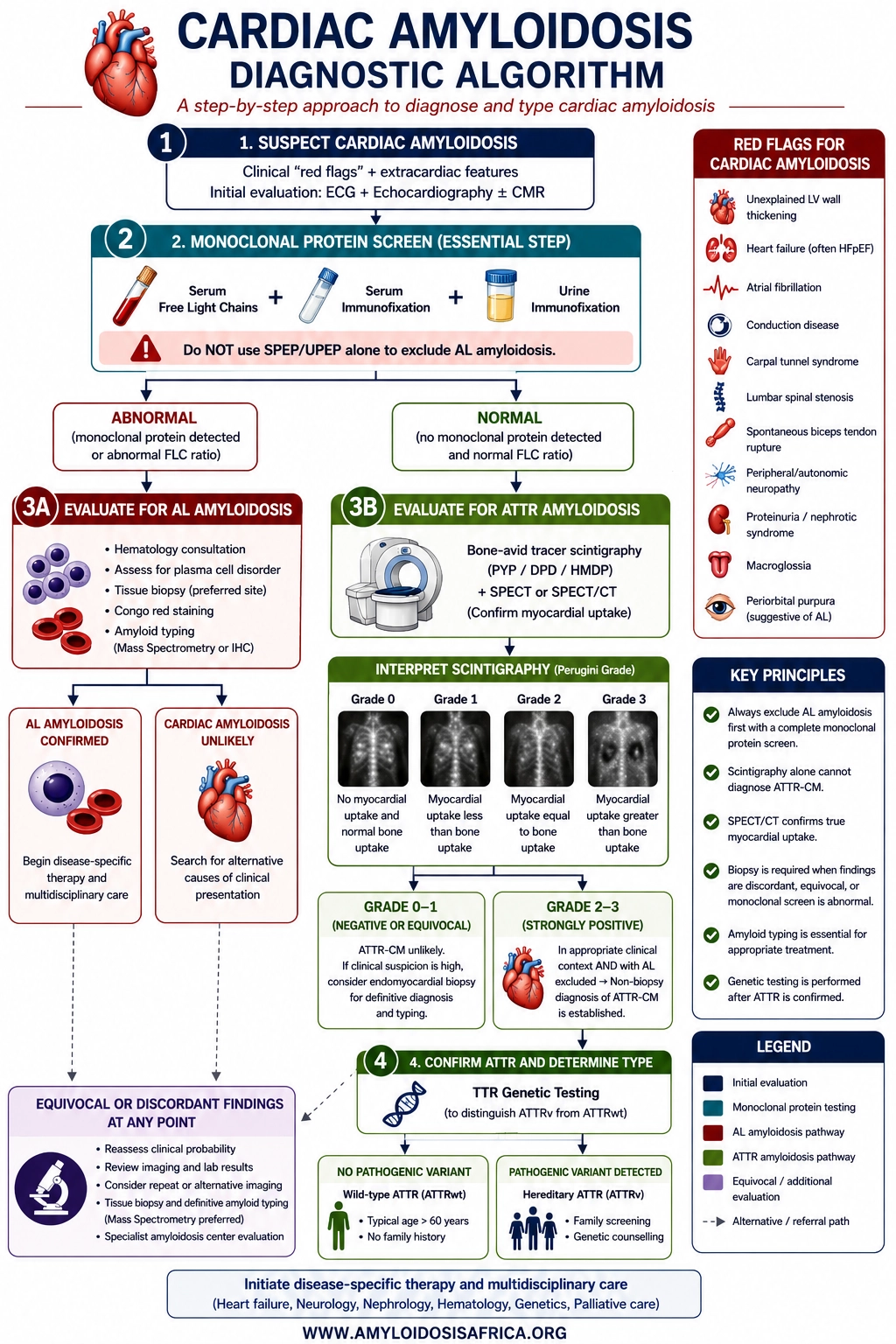 Cardiac amyloidosis diagnosis algorithm showing monoclonal protein screening, AL amyloidosis evaluation, ATTR scintigraphy, biopsy, amyloid typing and TTR genetic testing.