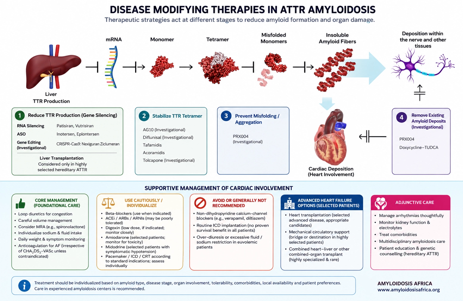 Cardiac amyloidosis treatment infographic showing disease-modifying therapies for ATTR amyloidosis, including TTR silencers, TTR stabilizers, investigational amyloid therapies, and supportive management of cardiac involvement.