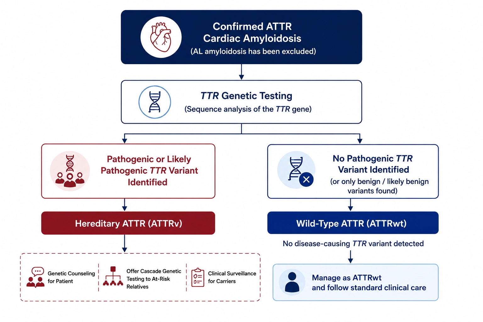 Flowchart showing TTR genetic testing after diagnosis of ATTR cardiac amyloidosis, distinguishing hereditary ATTR (ATTRv) from wild-type ATTR (ATTRwt) and guiding genetic counseling, cascade testing of at-risk relatives, and clinical surveillance.