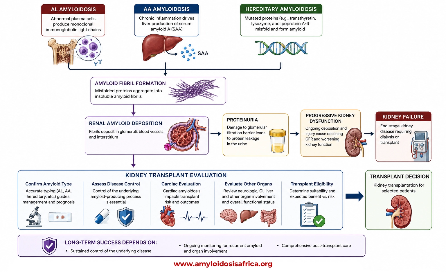 Medical pathway showing how AL, AA and hereditary amyloidosis can cause renal amyloid deposition, proteinuria, progressive kidney dysfunction and kidney failure, followed by kidney transplant evaluation and transplantation in selected patients.