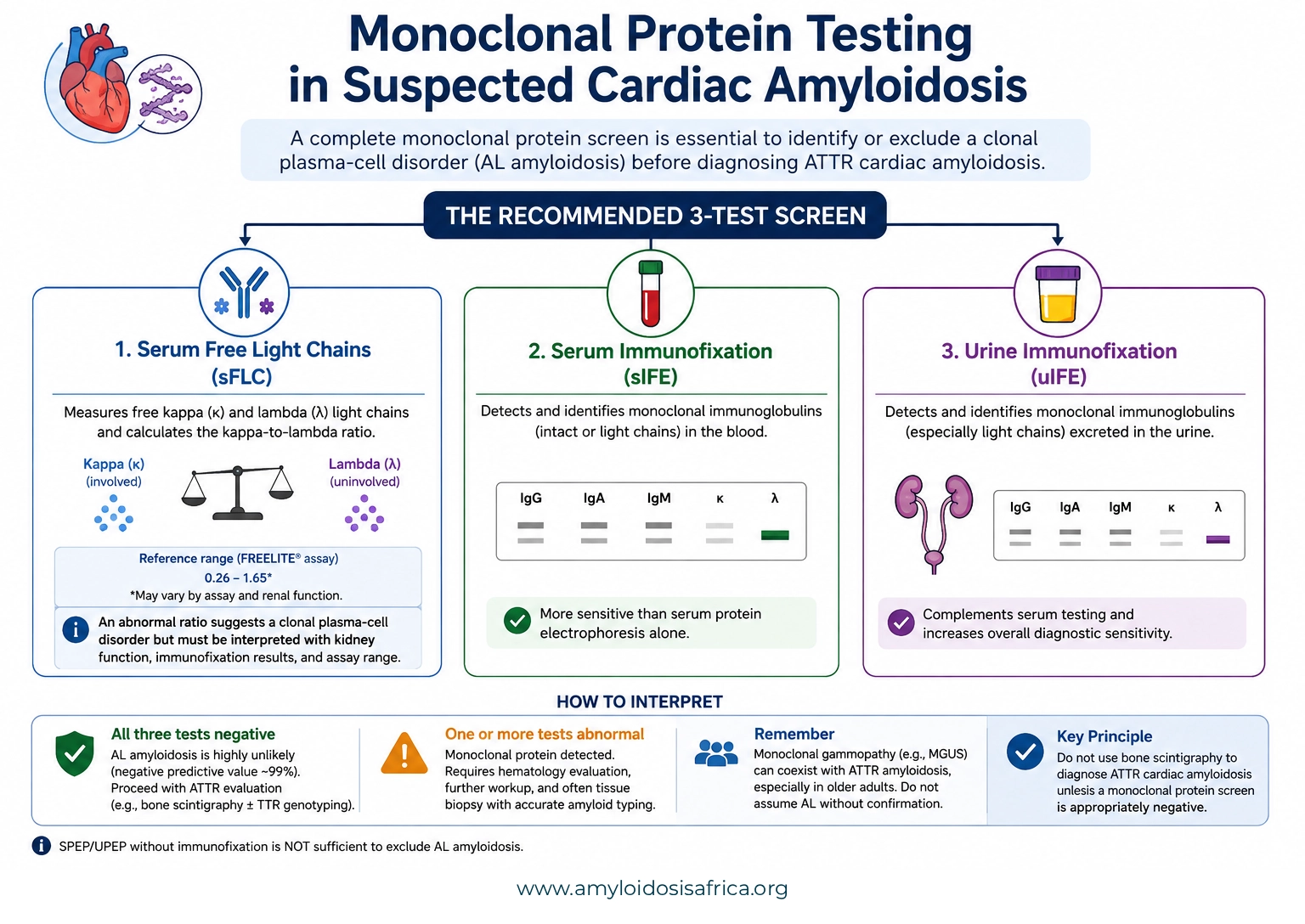 Medical infographic showing the three recommended tests for monoclonal proteins in suspected cardiac amyloidosis: serum free light chains, serum immunofixation, and urine immunofixation, with guidance for interpreting normal and abnormal results.