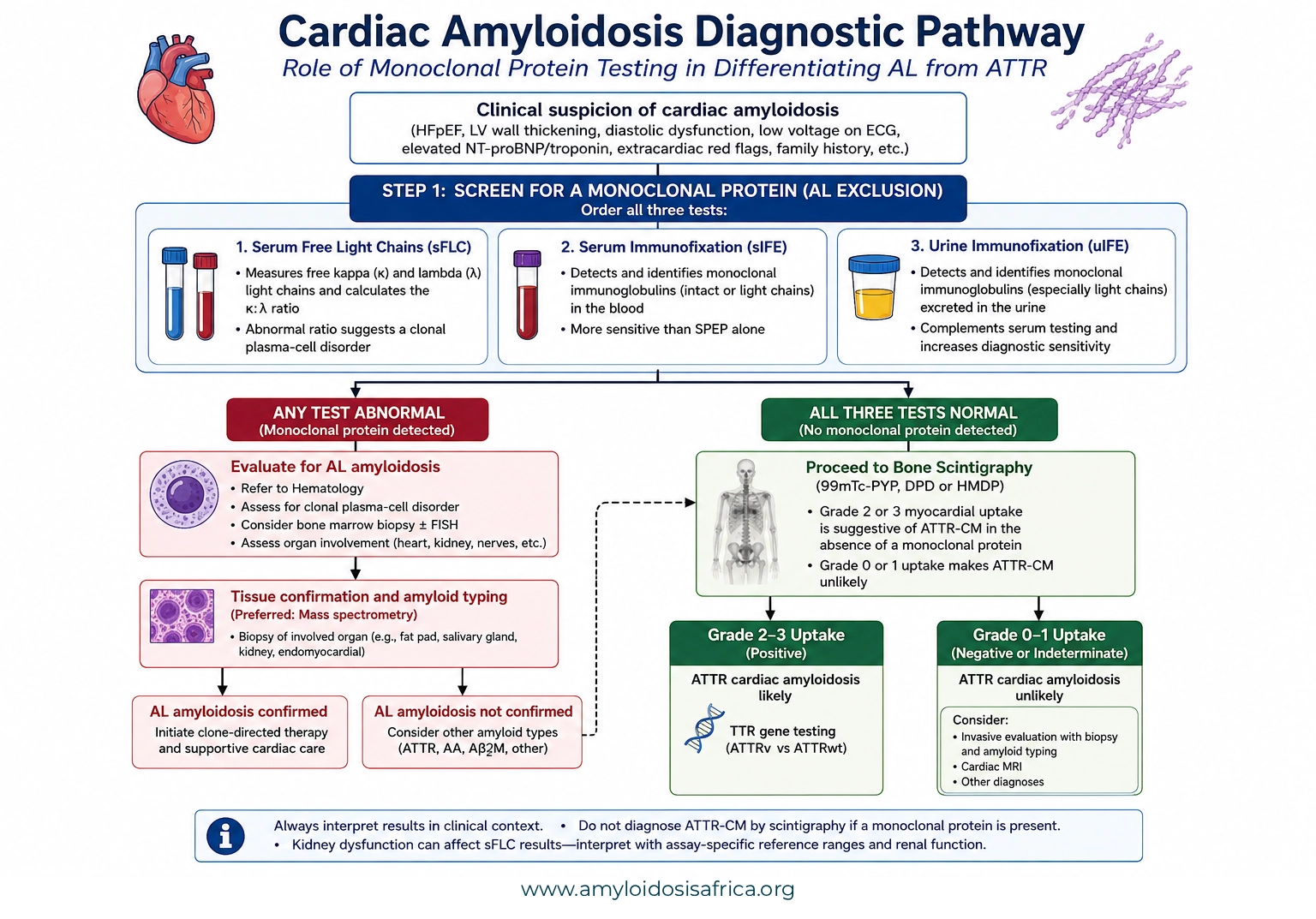 Diagnostic pathway for suspected cardiac amyloidosis showing serum free light chains, serum immunofixation, and urine immunofixation followed by evaluation for AL amyloidosis when a monoclonal protein is detected or bone scintigraphy when the monoclonal protein screen is negative.