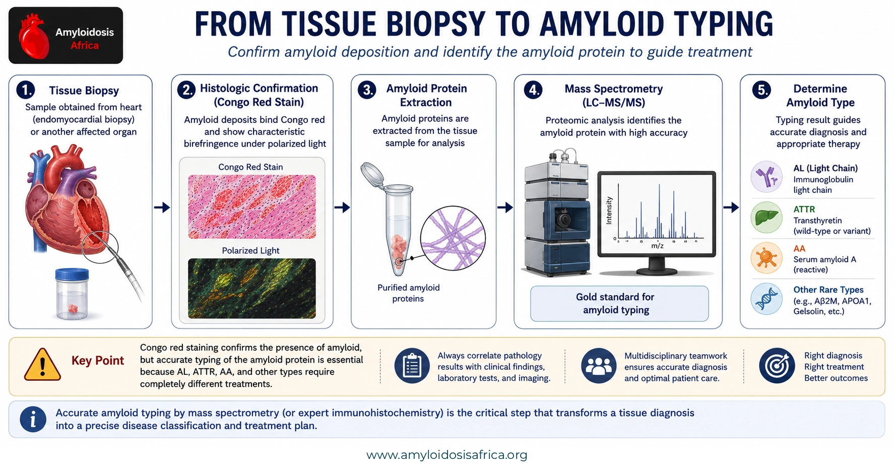 Diagram showing tissue biopsy, Congo red staining, amyloid protein extraction, mass spectrometry and identification of AL, ATTR, AA and other amyloid types.