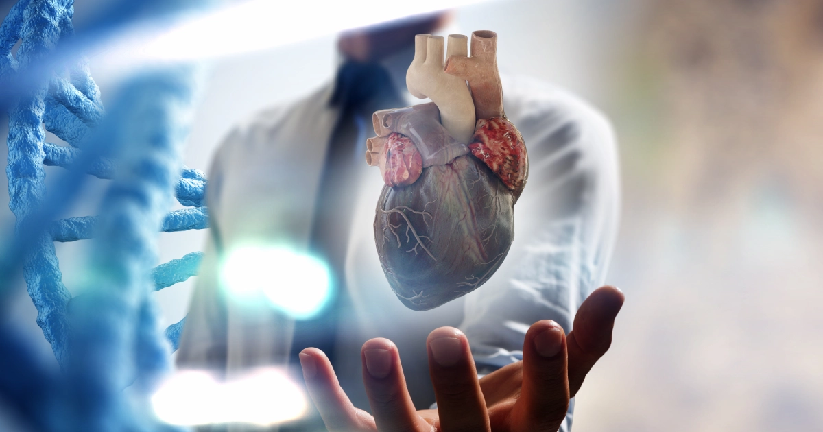 Heart transplant evaluation in cardiac amyloidosis with a clinician examining a human heart.
