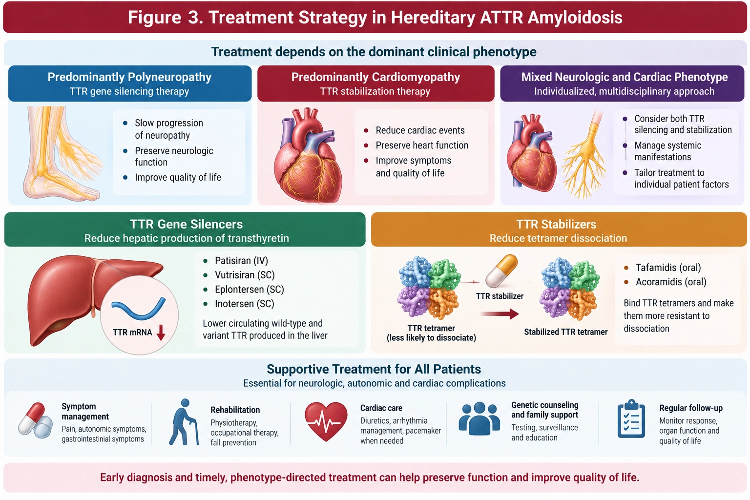 Hereditary ATTR amyloidosis treatment strategy showing TTR gene silencers for polyneuropathy, TTR stabilizers for cardiomyopathy, phenotype-directed therapy and supportive care