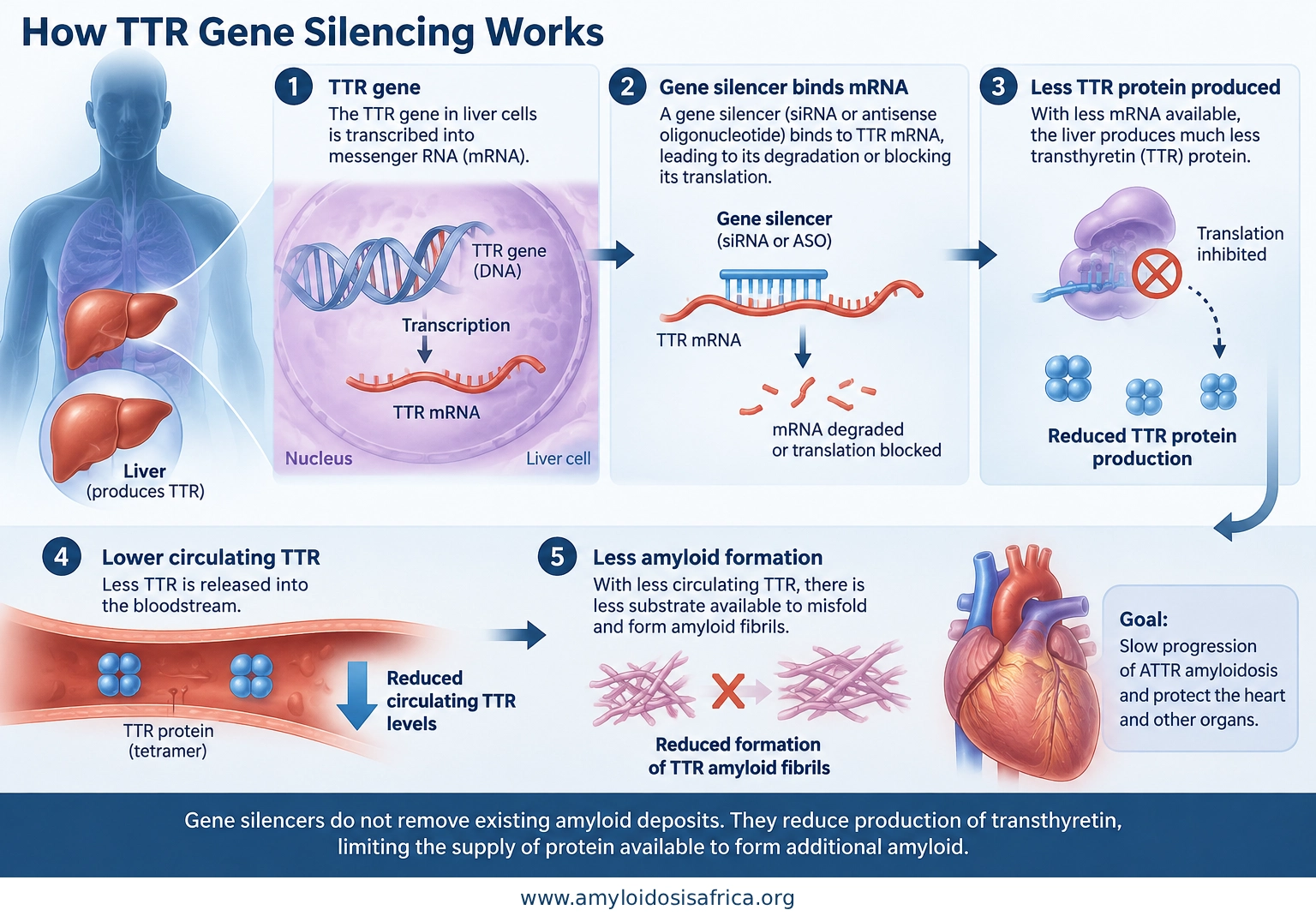 TTR gene silencing in cardiac amyloidosis showing RNA-targeting therapy reducing transthyretin production in liver cells and limiting formation of new amyloid fibrils