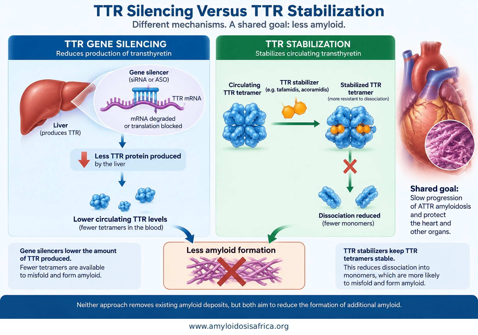 TTR silencing versus TTR stabilization showing gene silencers reducing transthyretin production in the liver and TTR stabilizers preventing tetramer dissociation to reduce new amyloid formation