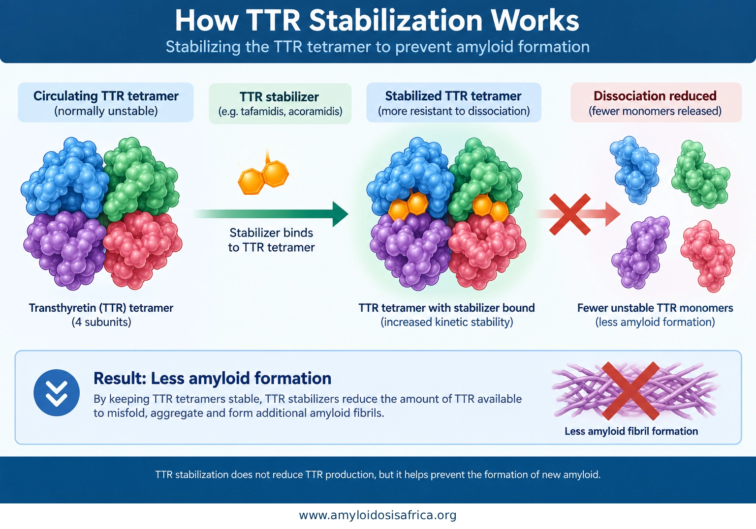 TTR stabilization in cardiac amyloidosis showing tafamidis or acoramidis binding the transthyretin tetramer, reducing dissociation into unstable monomers and limiting new amyloid formation