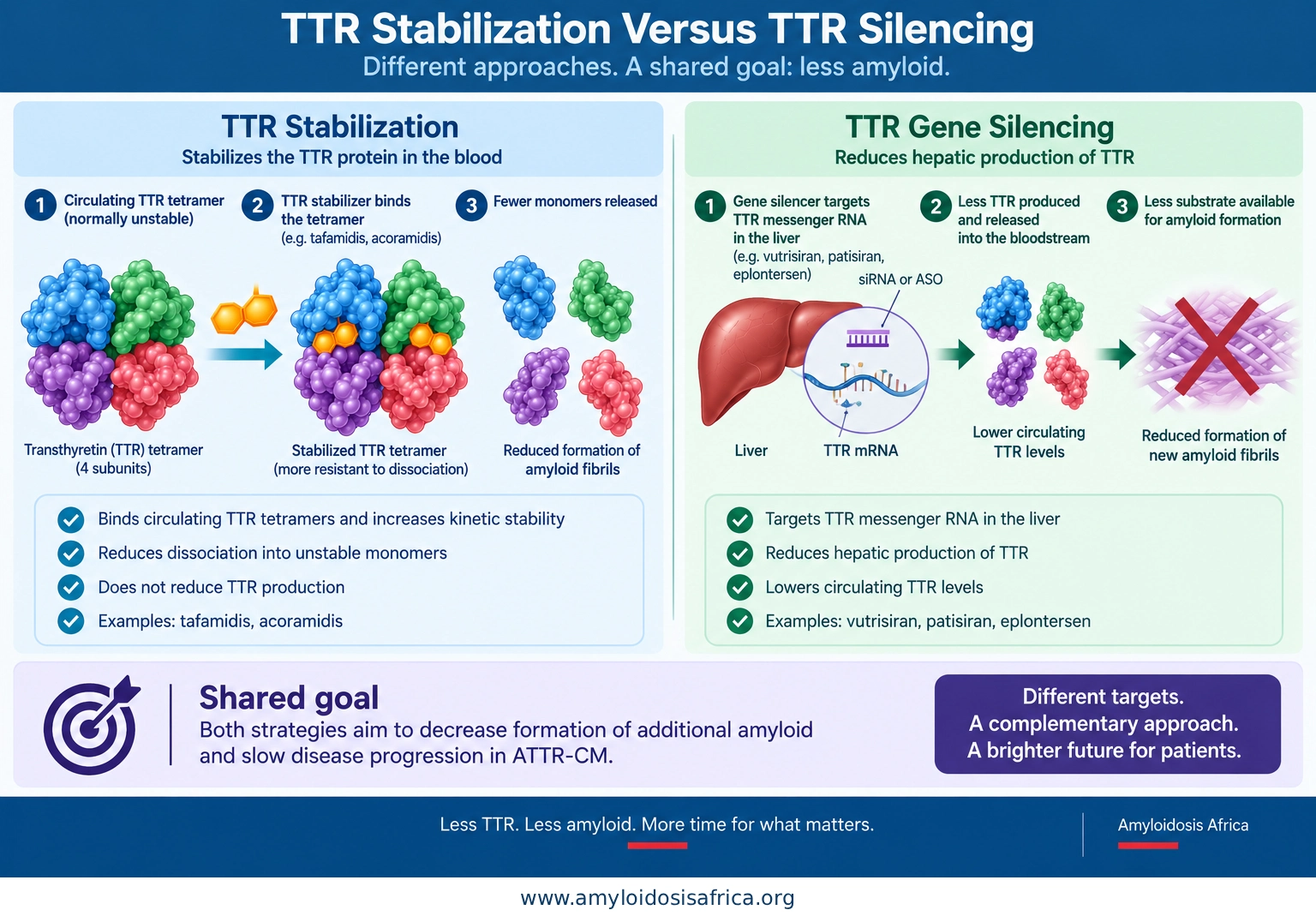 TTR stabilization versus TTR gene silencing in cardiac amyloidosis showing stabilizers preventing TTR tetramer dissociation and gene silencers reducing liver TTR production