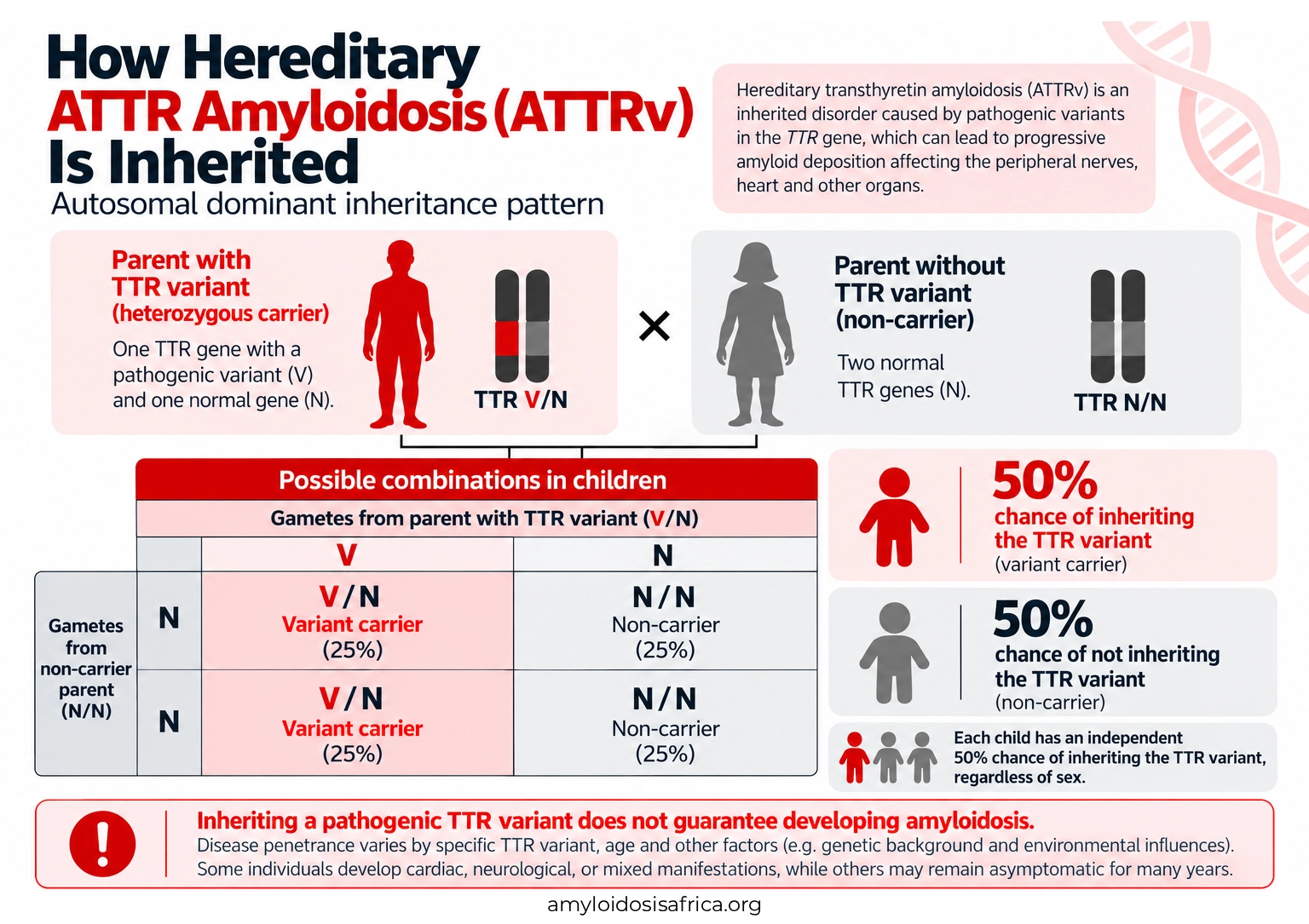 Hereditary ATTR amyloidosis (ATTRv) inheritance diagram showing a Punnett square, 50% risk of inheriting a pathogenic TTR variant, and variable disease penetrance.